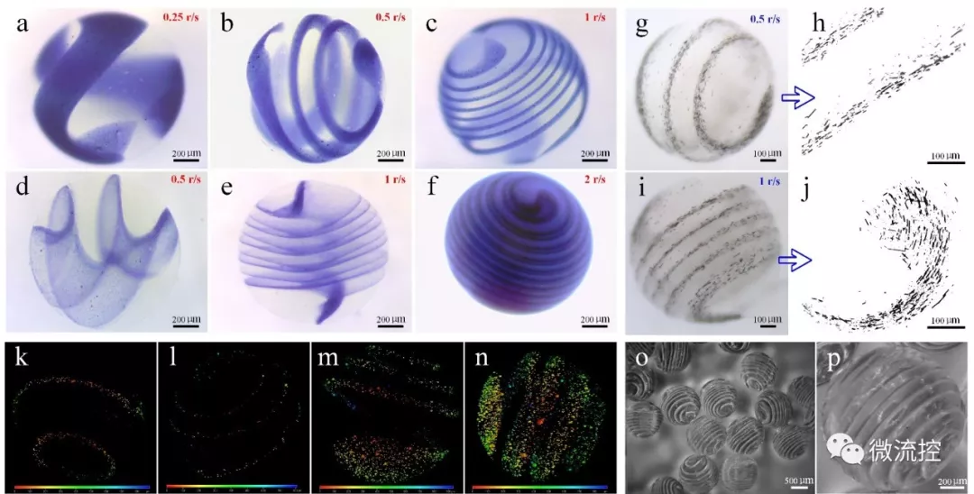 圖 1. 氣流輔助異質螺旋微球類器官的成型工藝