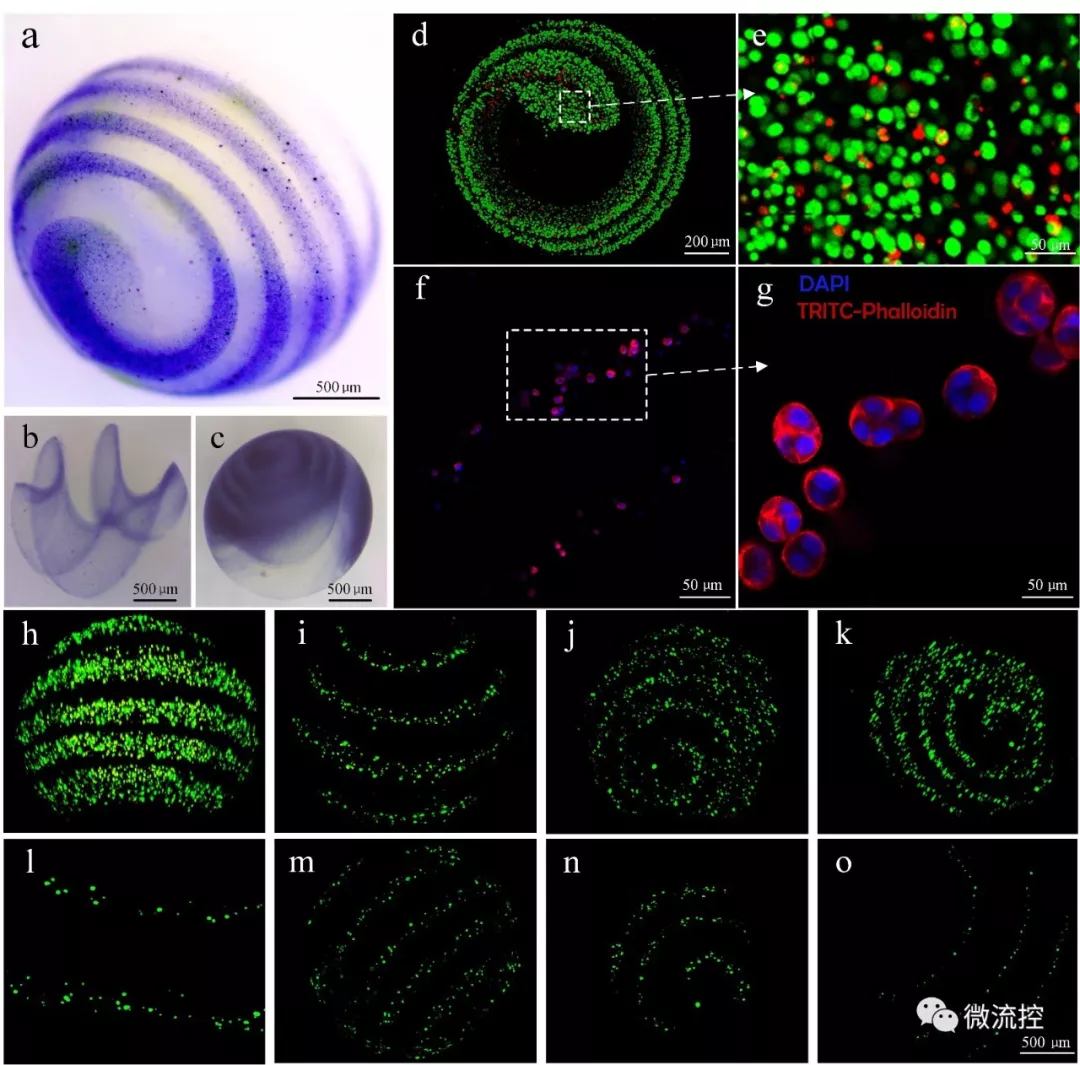 圖 2. 小鼠成纖維細胞(L929)在螺旋凝膠微球內(nèi)的包裹和增殖