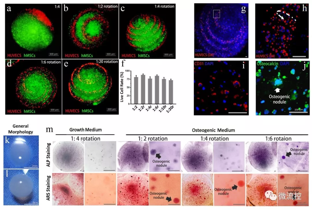 圖 3.基于人體內(nèi)皮細胞和骨髓間充質干細胞的共培養(yǎng)模型實現(xiàn)體外類器官的制造