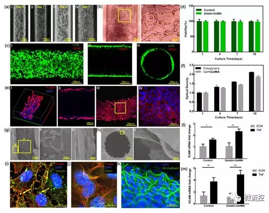 基于二次交聯(lián)方法構造的水凝膠基血管芯片