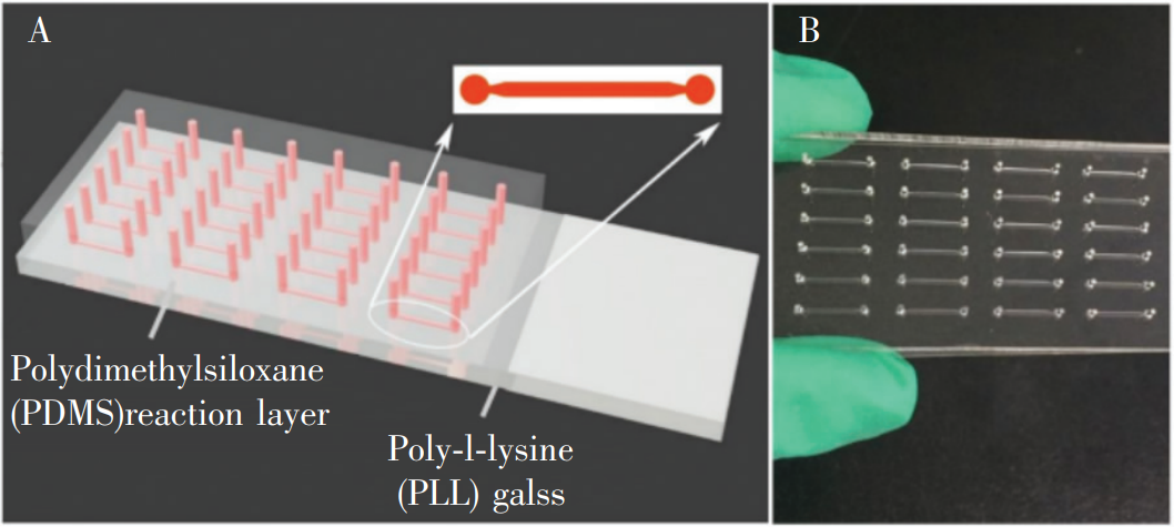 冰毒檢測微流控芯片:(A)芯片結(jié)構(gòu)示意圖;(B)芯片實物圖