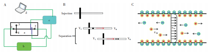 圖1微芯片電泳檢測原理。(A)微芯片電泳系統(tǒng)框圖,a-微芯片,b-分離高壓,c-信號發(fā)生與采集模塊,d-信號后處理模塊;(B)傳統(tǒng)微芯片電泳進樣與分離示意圖;(C)電滲流及電泳引起的離子運動示意圖,veo-電滲流引起的運動,vep-電泳引起的運動