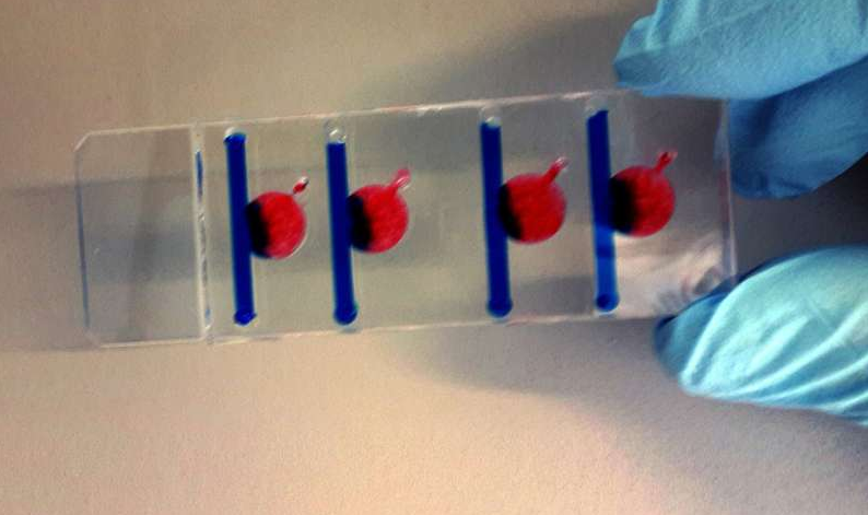 在四個腔室中的任何一個腔室中，可以產(chǎn)生影響細胞生長的不同條件。圖片來源：維也納科技大學(xué)