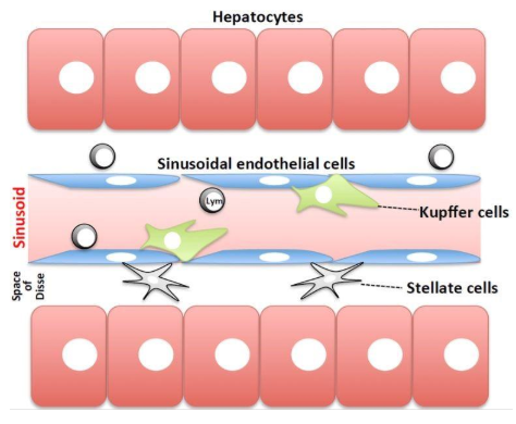 圖1.肝竇的方案。血液流動(dòng)的正弦曲線與由肝細(xì)胞組成的薄壁組織，通過竇狀內(nèi)皮細(xì)胞膜和Disse空間分離。4種主要類型的細(xì)胞是內(nèi)皮細(xì)胞，庫(kù)普弗細(xì)胞和星狀細(xì)胞（非實(shí)質(zhì)細(xì)胞）和肝細(xì)胞。圖來自Tsutsui等[9]。