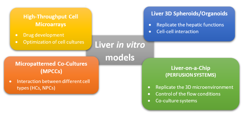 圖2.肝臟體外模型的常用方法的圖形表示。這些方法可分為非灌注系統(tǒng)（MPCC，3D球體）和灌注系統(tǒng)（肝臟上芯片），而高通量細(xì)胞微陣列通常用于藥物篩選和開發(fā)[2] [10]。