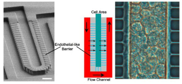 圖3. Lee等人設(shè)計(jì)的人造肝竇。流動(dòng)通道和細(xì)胞室寬50μm，高30μm。這兩個(gè)區(qū)域分別模擬血管和肝實(shí)質(zhì)，并由一個(gè)由平行微通道（2 x1μm - 寬x高）組成的屏障隔開，該微通道起肝臟內(nèi)皮細(xì)胞（LSECs）的作用。屏障允許同時(shí)將肝細(xì)胞緊密包裹在細(xì)胞區(qū)域（右圖），同時(shí)確保低剪切應(yīng)力。（比例尺50μm）。來自Moraes等人的圖。