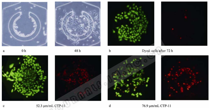 圖 7 細(xì)胞在芯片培養(yǎng)腔的培養(yǎng)、藥物作用與檢測(cè)