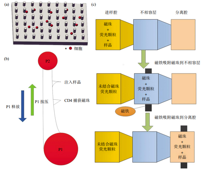 圖2免疫捕獲細(xì)胞分離芯片結(jié)構(gòu)示意圖(a)抗體特異性細(xì)胞捕獲示意圖。(b)磁珠細(xì)胞分離芯片示意圖。(c)表面張力不相容過濾篩選芯片示意圖