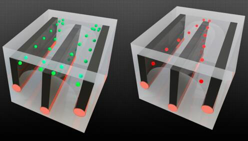 圖片顯示了麻省理工的研究人員如何在長(zhǎng)纖維中整合導(dǎo)線和微流控通道，并展示了細(xì)胞分選的能力——將活細(xì)胞從死細(xì)胞中分離開(kāi)來(lái)，因?yàn)檫@兩種細(xì)胞對(duì)電場(chǎng)的反應(yīng)不同。以綠色顯示的活細(xì)胞被拉向通道的外邊緣，而死細(xì)胞（以紅色顯示）則被拉到中心，允許它們被送入單獨(dú)的通道