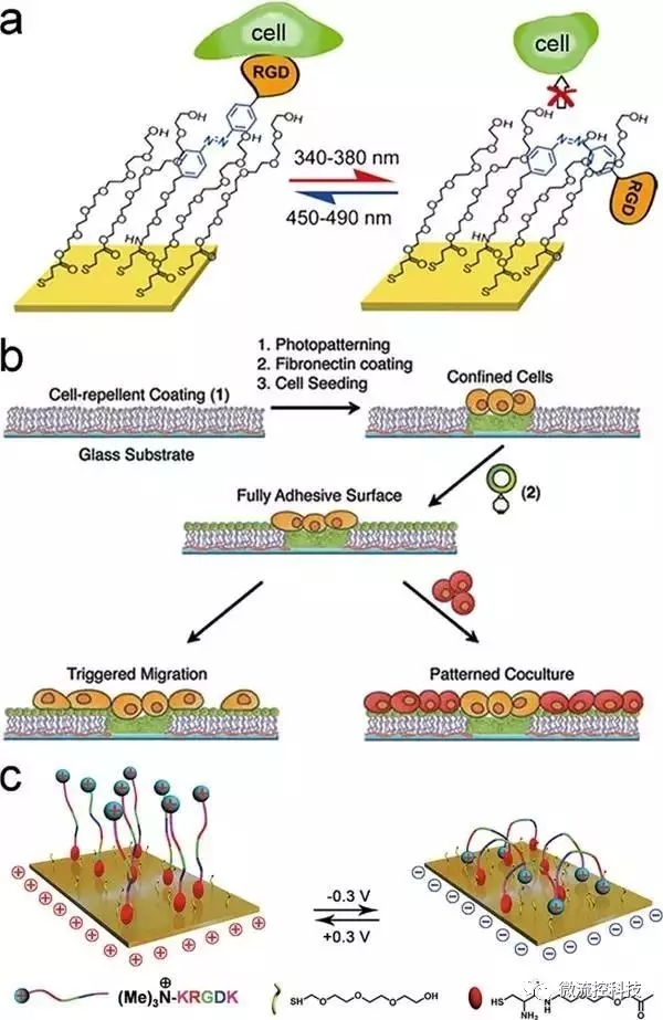 Figure 3.光或電誘導(dǎo)的細(xì)胞粘附。