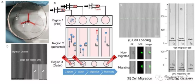 圖 1 SCM-chip的結(jié)構(gòu)表征、操作流程和功能表征