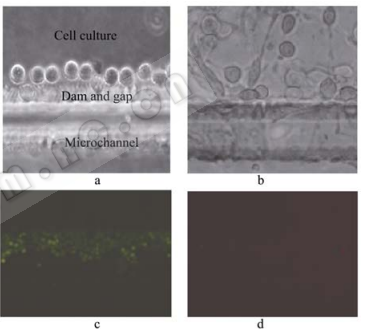 圖5細(xì)胞在芯片內(nèi)的圖片
