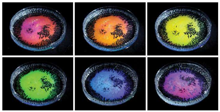 含有透明液滴乳液的培養(yǎng)皿，所述透明液滴乳液由不同密度的油和從不同角度拍攝的水基表面活性劑的混合物制成。當(dāng)用白光照射時(shí)，油滴根據(jù)觀察方向反射不同的顏色。新的研究解釋了這種“結(jié)構(gòu)顏色”是如何根據(jù)液滴的大小和曲率以及液滴的全內(nèi)反射形成的。圖片來(lái)源：賓夕法尼亞州扎爾扎爾實(shí)驗(yàn)室