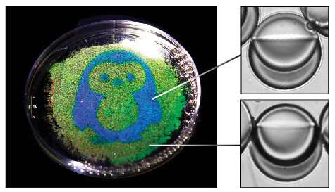 企鵝的圖像從水滴中的油反射; 示出了反射藍(lán)色和綠色光的每種類型的液滴的圖像。企鵝是通過(guò)使用光響應(yīng)性表面活性劑和光致圖案化的液滴形狀制成的。圖片來(lái)源：賓夕法尼亞州扎爾扎爾實(shí)驗(yàn)室