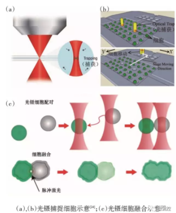 圖4 基于光鑷技術(shù)的微流控芯片中的單細胞捕獲