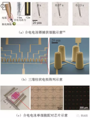 圖6 基于介電電泳技術(shù)的微流控芯片上的單細胞捕獲