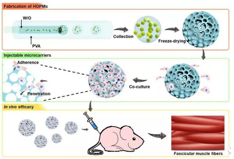 利用微流控技術(shù)制備高度貫通多孔微載體
