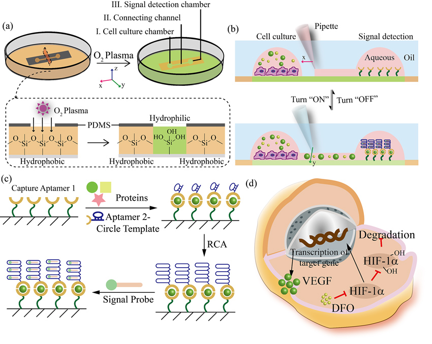 圖 2開放式液體壁微流控芯片裝置制作及檢測原理