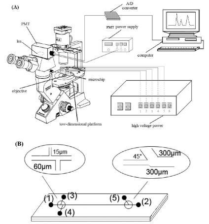 圖2.使用倒置顯微鏡和PMT檢測器在單個紅細胞分析中進行微流控芯片電泳。