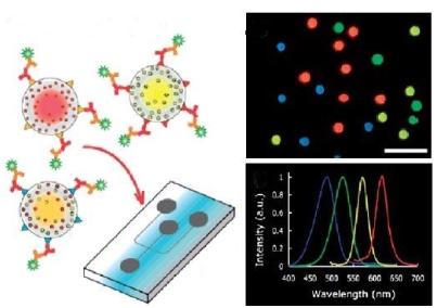圖5.用于免疫傳感應用的QDs的示意熒光圖像和發(fā)射光譜