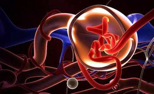 美國(guó)科學(xué)家開發(fā)出芯片上的腎小球 功能足以以假亂真 美國(guó)科學(xué)家開發(fā)出芯片上的腎小球 功能足以以假亂真