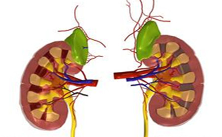 美國(guó)科學(xué)家開發(fā)出芯片上的腎小球 功能足以以假亂真 美國(guó)科學(xué)家開發(fā)出芯片上的腎小球 功能足以以假亂真