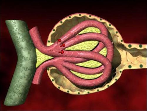 美國(guó)科學(xué)家開發(fā)出芯片上的腎小球 功能足以以假亂真 美國(guó)科學(xué)家開發(fā)出芯片上的腎小球 功能足以以假亂真