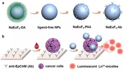 不用抓:鑭系發(fā)光納米探針 不用抓:鑭系發(fā)光納米探針