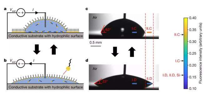 含有離子型表面活性劑的水滴在硅基片上收縮和鋪展，其接觸角隨直流電壓改變。&nbsp;