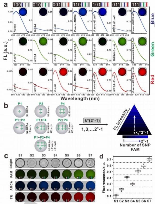 使用基于SDwalker-Drop的顏色或強(qiáng)度編碼條形碼對細(xì)菌進(jìn)行多重分析