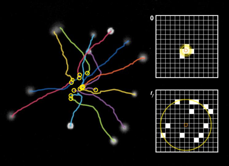 超聲波用于測量纖毛細(xì)胞的運(yùn)動 超聲波用于測量纖毛細(xì)胞的運(yùn)動