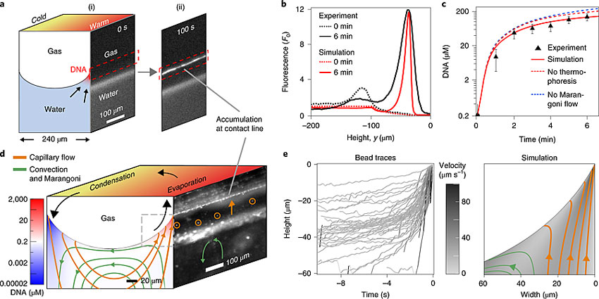 氣泡周圍的DNA分子發(fā)生了明顯的聚集。圖片來源：Nat. Chem.