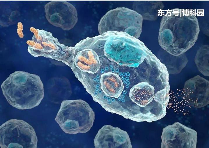 細(xì)胞在擁擠的細(xì)胞環(huán)境中移動(dòng)得更快？