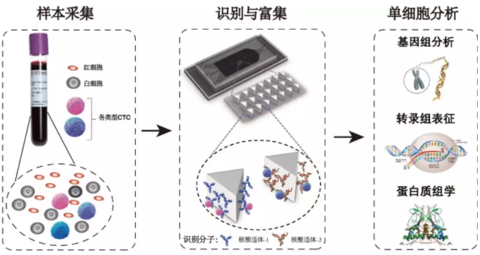 循環(huán)腫瘤細胞分析過程示意圖