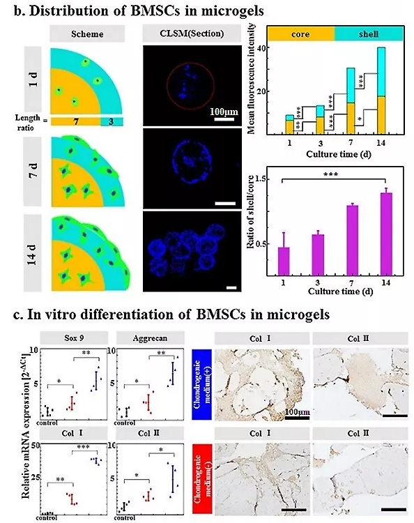 圖4：包載BMSC的Gel-HA微凝膠的體外生物學表征。