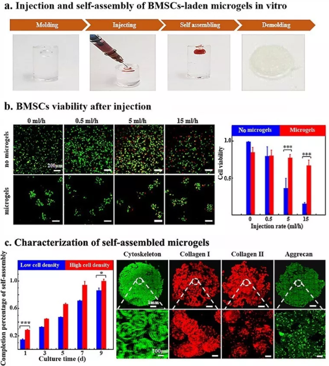 圖5：包載BMSCs的Gel-HA微凝膠在體外實現(xiàn)可注射和自組裝