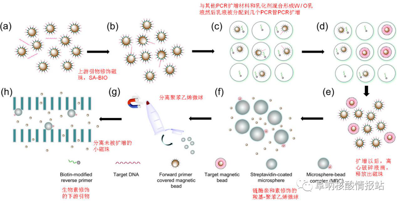 圖1 (a)和(b)混合磁珠和上游引物及樣品；(c)乳化混合物及聚合酶鏈反應(yīng)； (d)放大單目標(biāo)DNA；(e)液滴破碎；(f)捕獲改性聚苯乙烯微球；(g)從微球上分離游離磁珠；(h)捕獲磁珠陣列芯片。