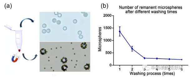 圖5 （a）上清液中游離微球和沉淀物中MBCs，研究了不同洗滌次數(shù)后殘留微球的數(shù)量。（b）經(jīng)過1次、2次洗滌后，殘余微球數(shù)量急劇減少，3次洗滌后逐漸減少，說明大部分游離微球已被洗滌3次后清除。確定理想的洗滌時(shí)間是4。