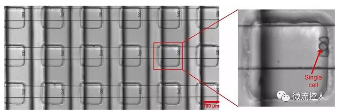 Science Advances 賓夕法尼亞州立大學(xué)研究人員開發(fā)出新型微流控設(shè)備可實現(xiàn)在數(shù)千個獨立活細胞上進行藥物測試 Science Advances 賓夕法尼亞州立大學(xué)研究人員開發(fā)出新型微流控設(shè)備可實現(xiàn)在數(shù)千個獨立活細胞上進行藥物測試