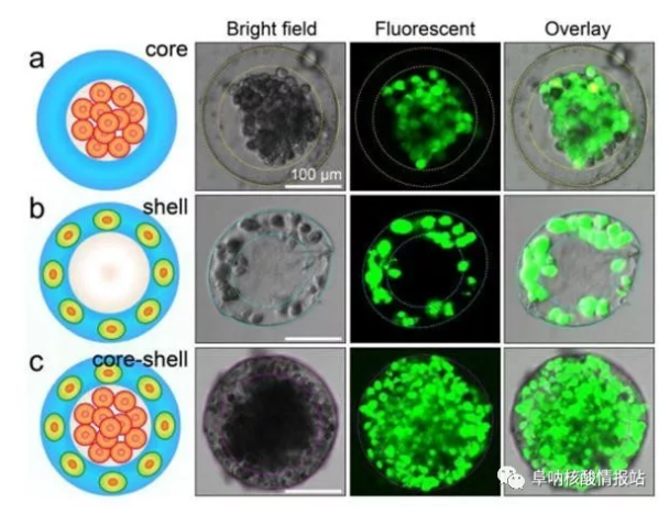 圖片4.png 圖3 3D核-殼支架中不同細(xì)胞的空間組裝a) 凝膠殼將HepG2細(xì)胞限制在核心中。b)通過交聯(lián)的藻酸鹽網(wǎng)絡(luò)固定在殼中的NIH-3T3成纖維細(xì)胞。c) 肝細(xì)胞在核心中同時組裝，在殼中成纖維細(xì)胞同時組裝，形成一滴人造肝臟。（比例尺100μm，細(xì)胞活力通過鈣黃綠素AM /EthD-1染色試劑盒進(jìn)行表征。）