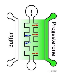 向包含高濃度孕酮（深綠色）的中央通道右側(cè)游動(dòng)的精子，比向左側(cè)的較低濃度（淺綠色）的精子游動(dòng)的多。