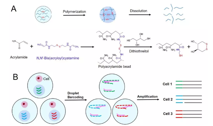 圖1. (A) 可控降解型聚丙烯酰胺微球的合成和降解原理示意圖，(B)可控降解型微球在基于液滴的單細(xì)胞分析過程使用的圖示。