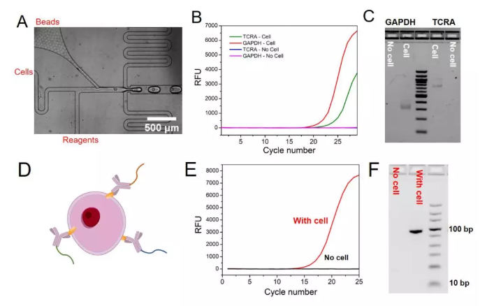 圖3. (A)顯微鏡下包裹單個細(xì)胞和單個微球的液滴的產(chǎn)生過程，(B) TCRA和GAPDH mRNA的qPCR實驗結(jié)果，(C) GAPDH和TCRA mRNA在液滴中反應(yīng)后PCR產(chǎn)物的瓊脂糖凝膠電泳實驗結(jié)果，(D)抗體–DNA偶聯(lián)物結(jié)合細(xì)胞表面蛋白的示意圖，(E)單細(xì)胞表面蛋白分析中的qPCR實驗結(jié)果，(F)細(xì)胞表面蛋白分析中的瓊脂糖凝膠電泳實驗結(jié)果。