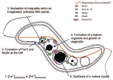 圖 1 磁小體形成過程[15]