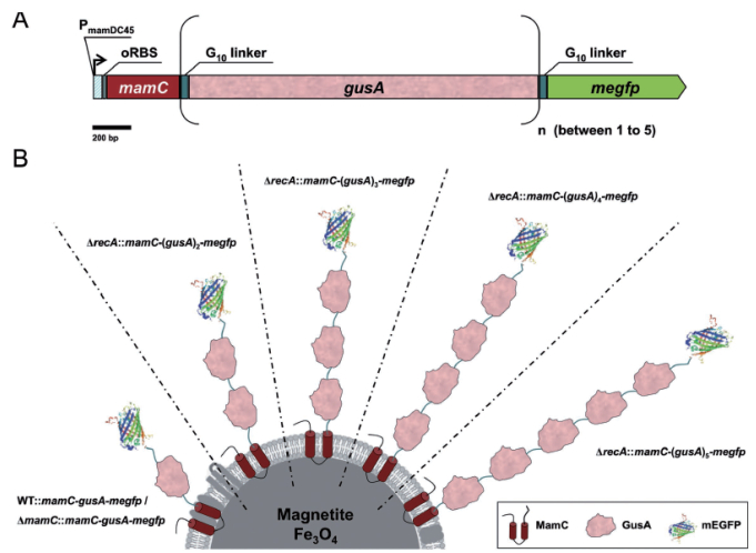 圖 5 mEGFP-（GusA）s-MamC在磁小體中的基因設計（A）和表達效果（B）示意圖[62]