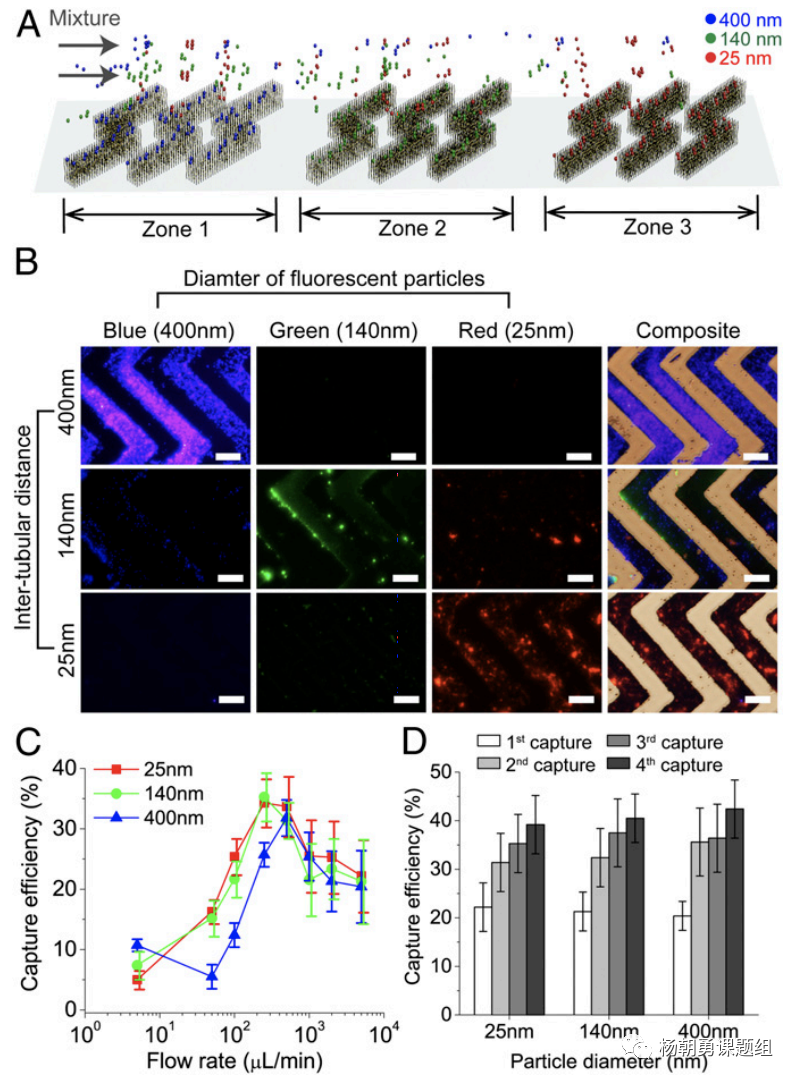 圖3 不同納米熒光粒子在芯片內(nèi)被捕獲。納米粒子按照其尺寸，在相對(duì)應(yīng)的區(qū)域所捕獲，從而達(dá)到分離不同尺寸納米粒子的作用