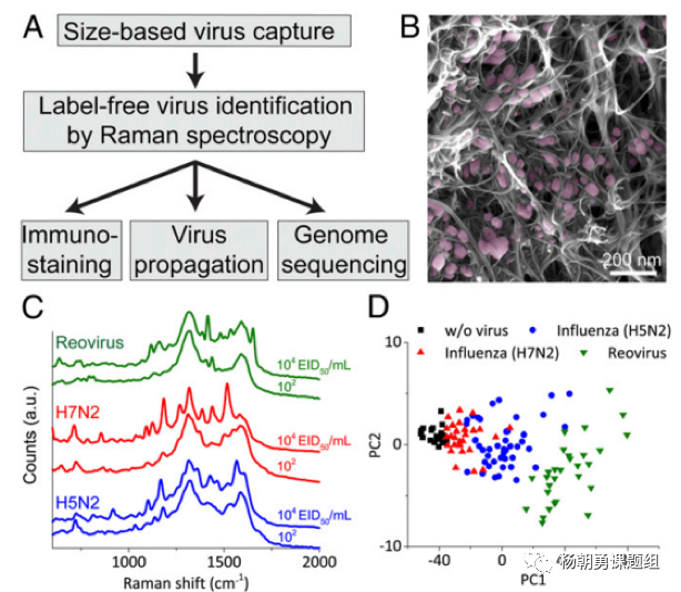 圖4&nbsp;&nbsp;三種病毒建立拉曼數(shù)據(jù)庫及病毒聚類分析
