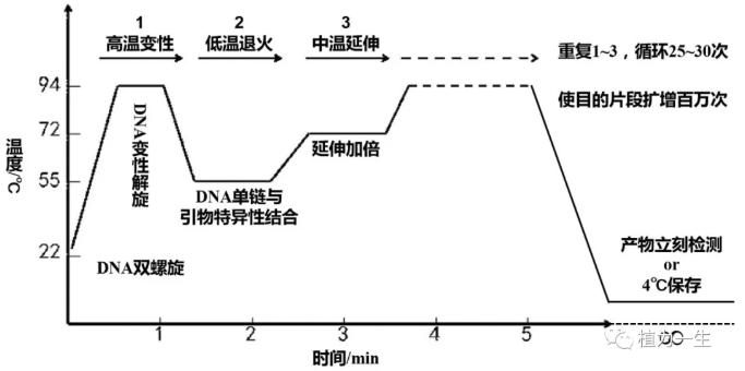 目的基因的擴(kuò)增：PCR原理與過(guò)程