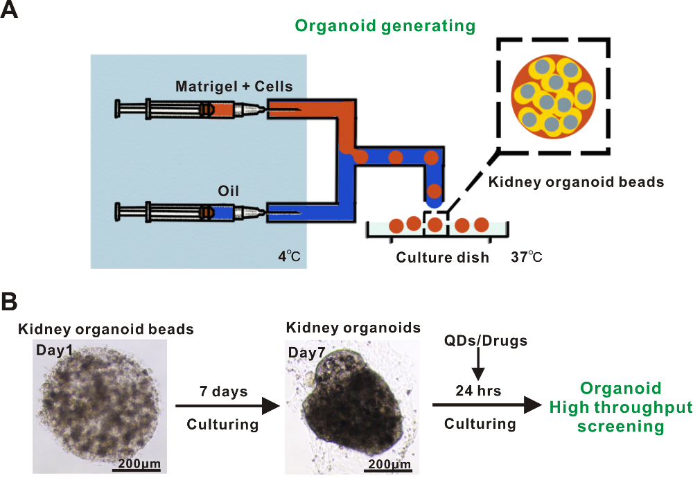 利用基于微流控技術(shù)的類器官模型成功實(shí)現(xiàn)納米材料生物安全性篩查