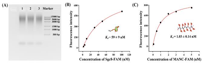 圖2 多價(jià)核酸適體聚合物的表征。